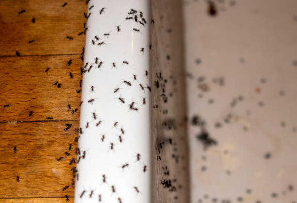Best Wasp Removal Services  in Lake Butler, FL