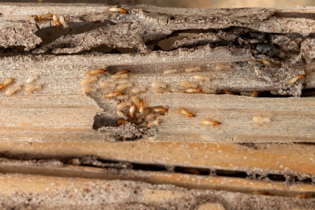 Best Exterminator Services  in Lake Butler, FL