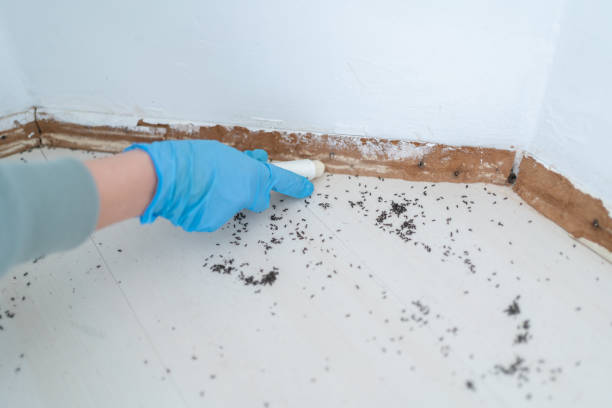 Best Flea Control Services  in Lake Butler, FL